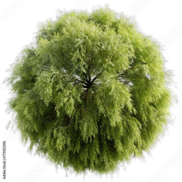 Fototapeta top view willow tree isolated on transparent background
