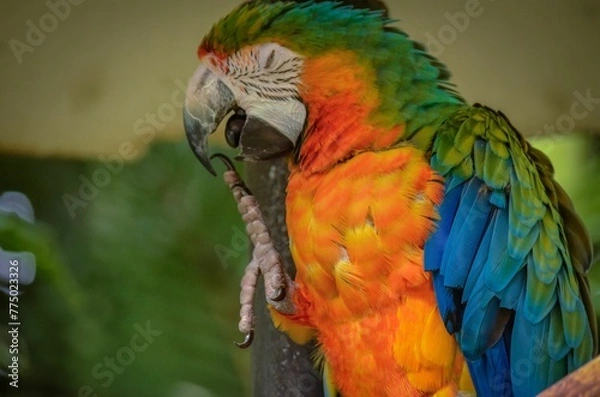 Fototapeta Closeup shot of a parrot preening perched on a branch