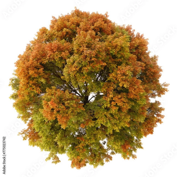 Fototapeta top view maple tree isolated on transparent background