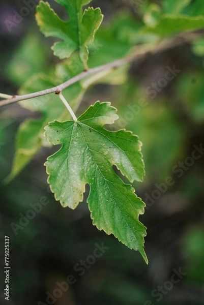 Obraz Closeup of tree leaves