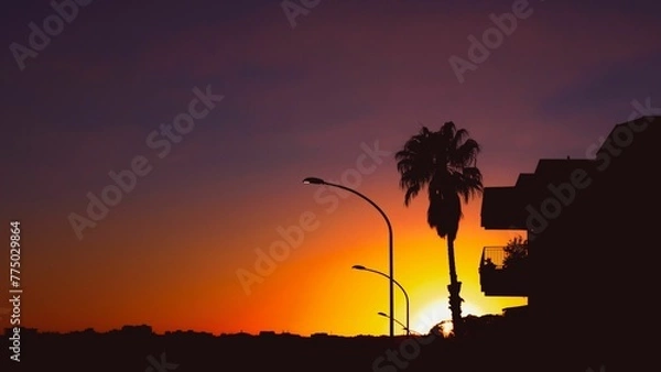Fototapeta Silhouette of a palm tree and streetlights with a scenic orange sunset sky in the background