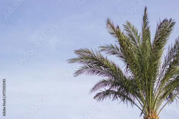 Fototapeta Tree plum with green leaves against a blue sunny sky