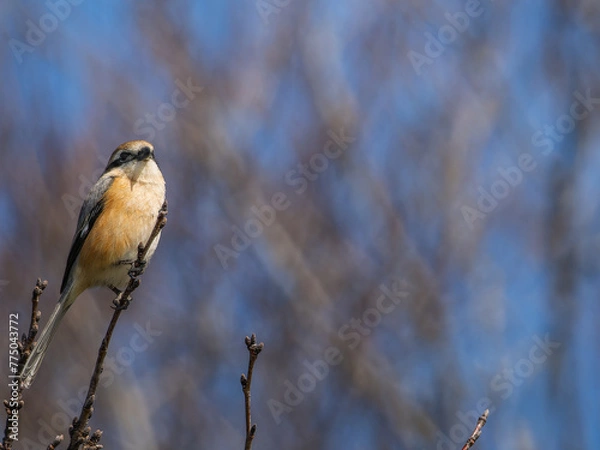 Fototapeta 木の枝にとまるモズ