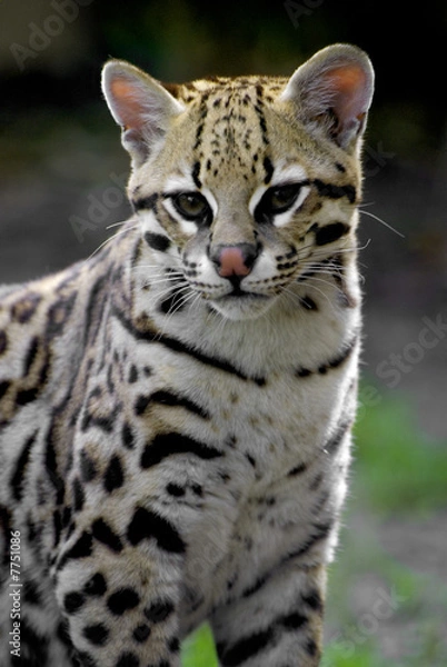 Obraz ocelot