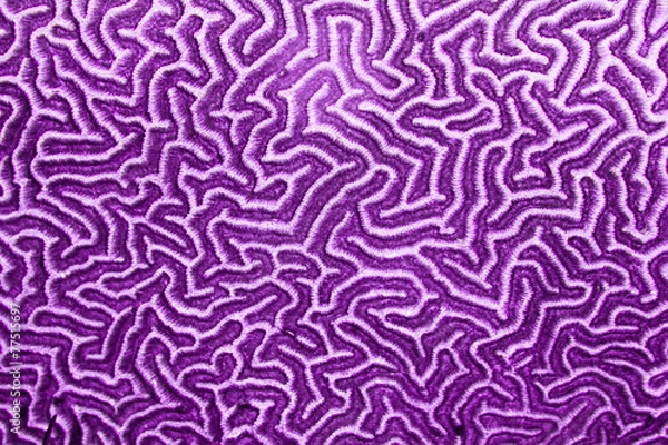 Obraz Purple coral pattern
