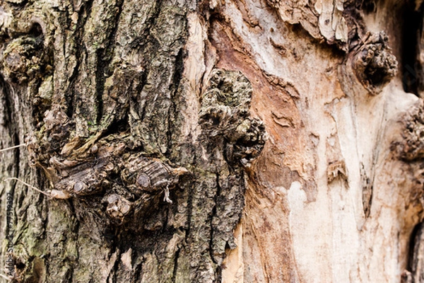 Obraz a brown,grey tree background