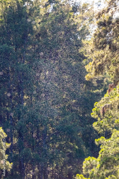 Fototapeta Photograph of a large swarm of insects flying in a forest above a river in the early hours of the day in bright sunshine