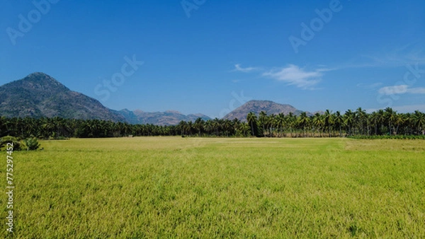 Fototapeta Beautiful paddy field and western ghats mountain range, kanyakumari, Tamil Nadu