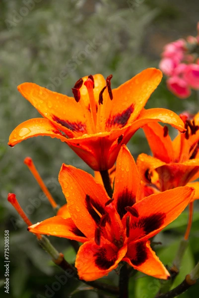 Obraz orange tiger lily