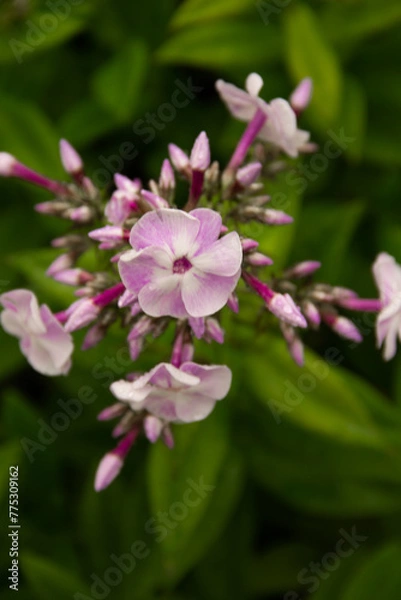 Obraz pink and white flowers