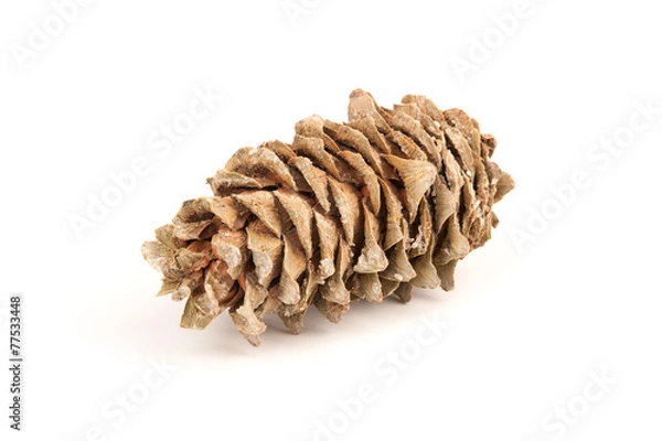 Fototapeta Brown pine cone