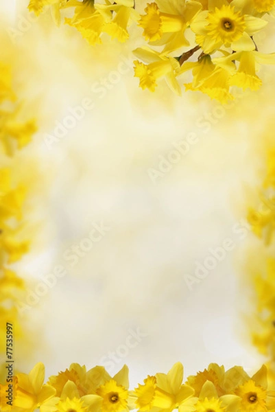 Obraz background with Yellow daffodils, for Your text