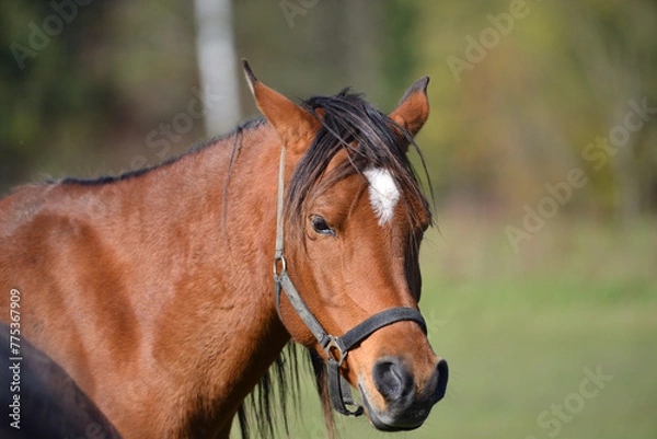 Obraz brown horse portrait