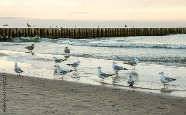 Obraz mewy nad morzem