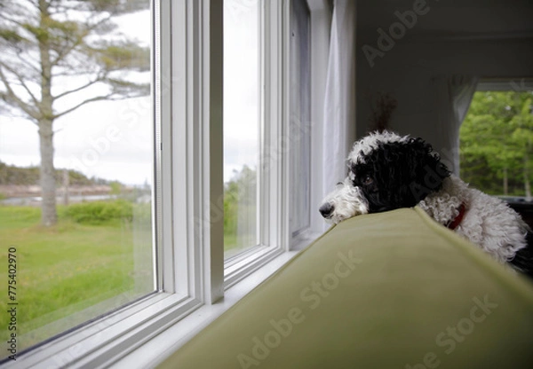 Obraz Bernedoodle Looking Out The Window