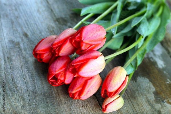 Fototapeta tulips