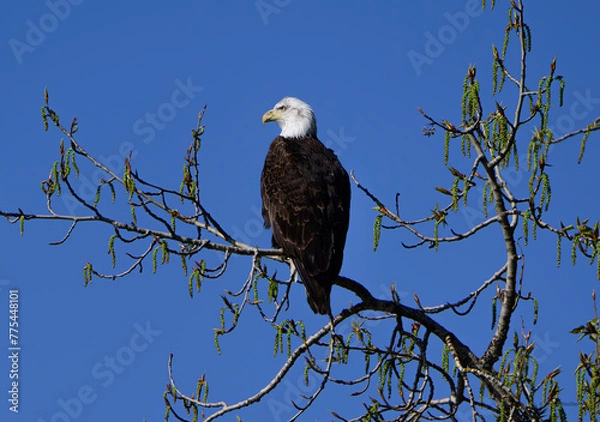 Fototapeta Watchful Eye