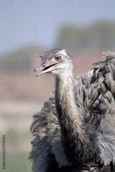 Fototapeta rhea bird 