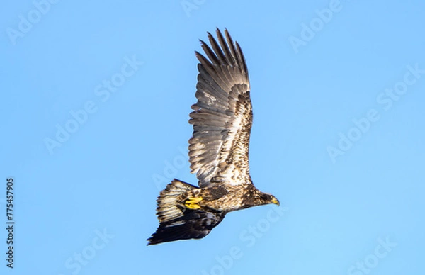 Fototapeta Search for Prey