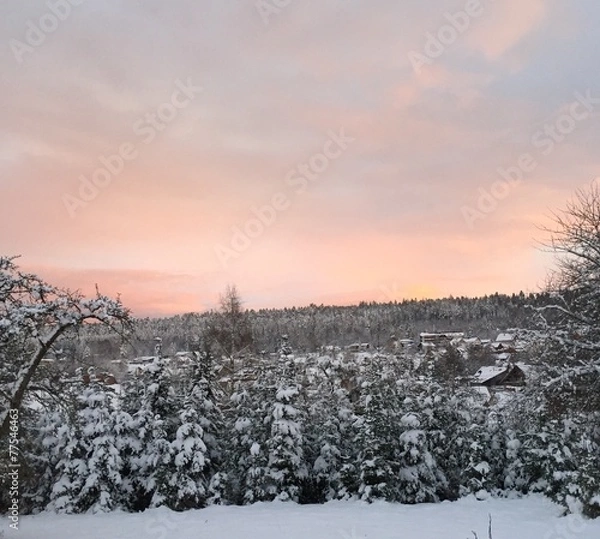 Fototapeta Schwarzwald im Winter