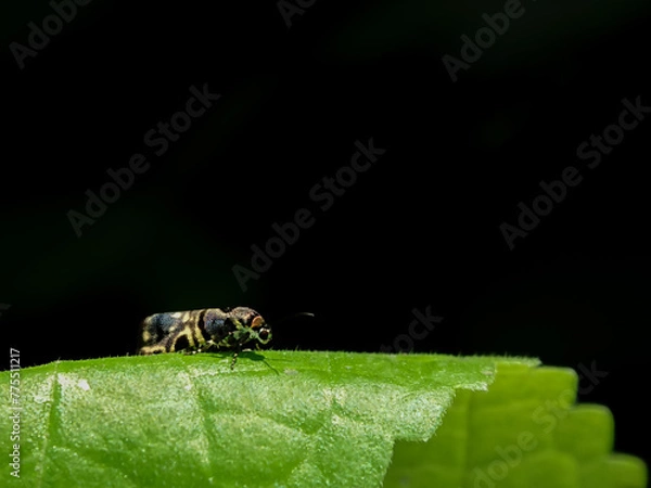 Obraz Saptha divitiosa is a moth in the family Choreutidae. It was described by Francis Walker in 1864. It is found on Seram and Ambon islands in Indonesia