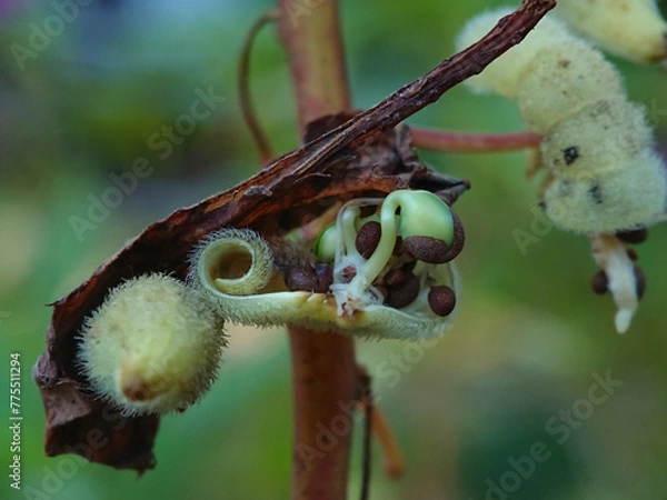 Obraz Flower water henna seedlings