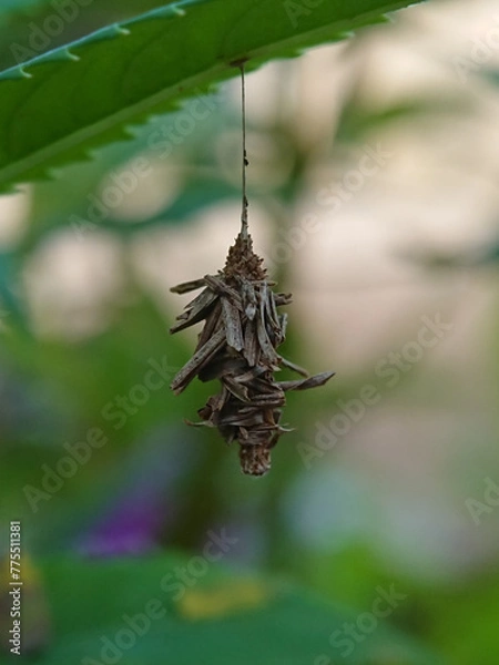 Obraz A caterpillar in his house hangs from a green leaf