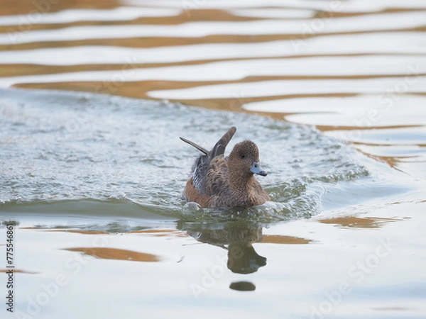 Obraz 水面に浮かぶ水鳥