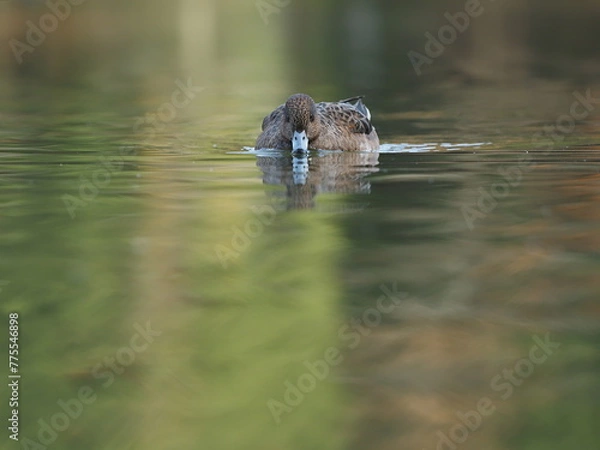 Fototapeta 水面に浮かぶ水鳥