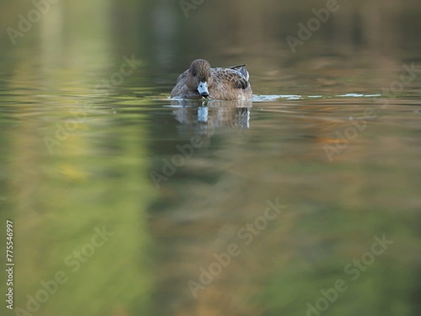 Obraz 水面に浮かぶ水鳥
