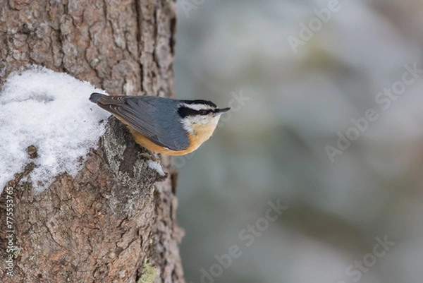 Fototapeta Red-breasted Nuthatch