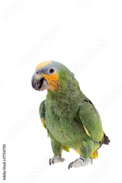 Obraz Orange-winged amazon on white background