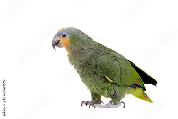 Obraz Orange-winged amazon on white background