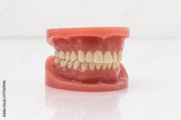 Fototapeta Set of artificial false teeth