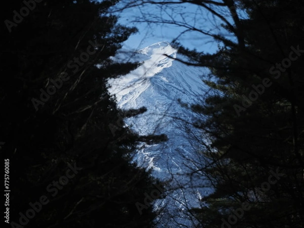 Obraz 富士山と麓に存在する原生林