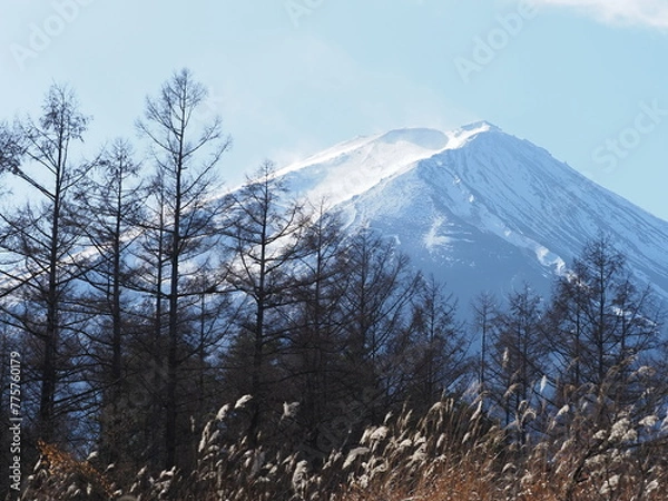 Fototapeta 富士山と麓に存在する原生林