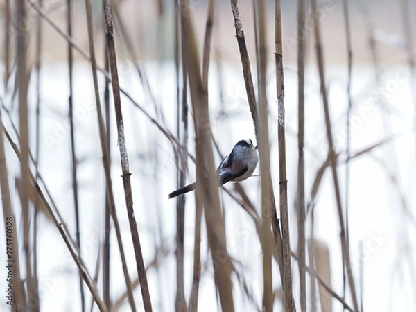 Obraz 草を足場にする小さな野鳥