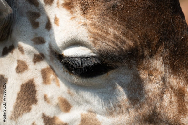 Obraz キリンの目