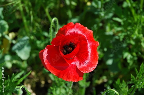 Obraz mohn