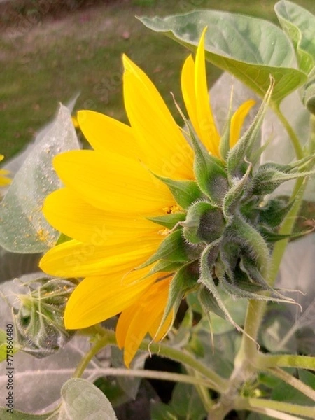Obraz sunflower in a garden