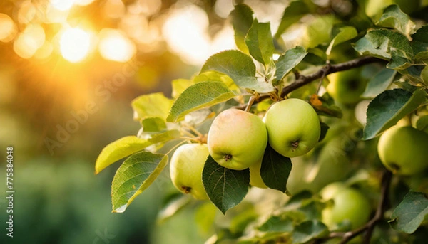 Fototapeta Close-up of ripe apples growing on branch with green leaves. Garden fruit tree. Sweet summer harvest