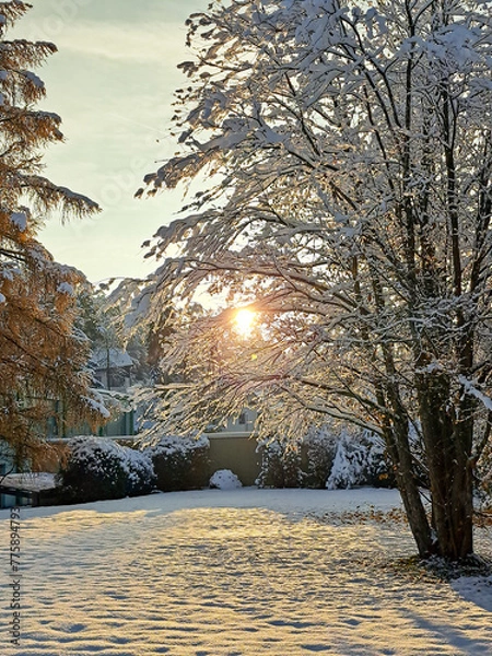 Obraz sunset in the winter forest