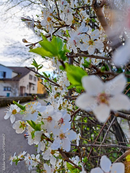 Obraz tree in spring