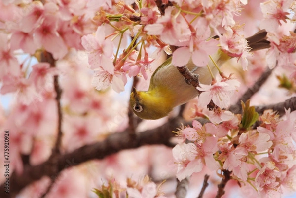 Obraz カワヅザクラに夢中なメジロ