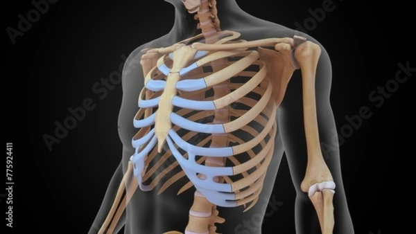 Obraz Human Ribcage bones 3d illustration