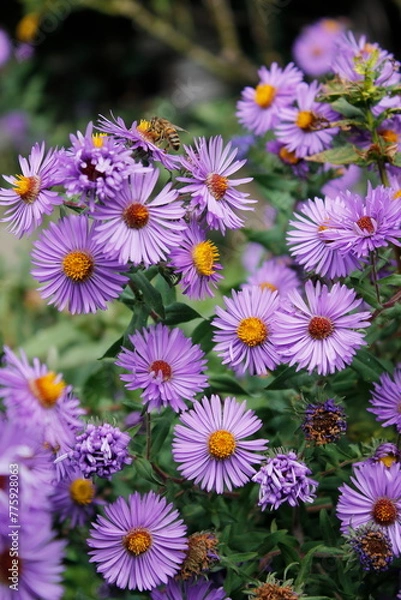 Obraz violet aster flowers in a garden