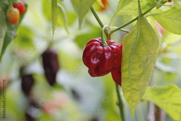 Obraz red habanero plant on white background, agriculture with habanero chili peppers, chili harvest in september and october in autumn, close-up of habanero chili pepper	
