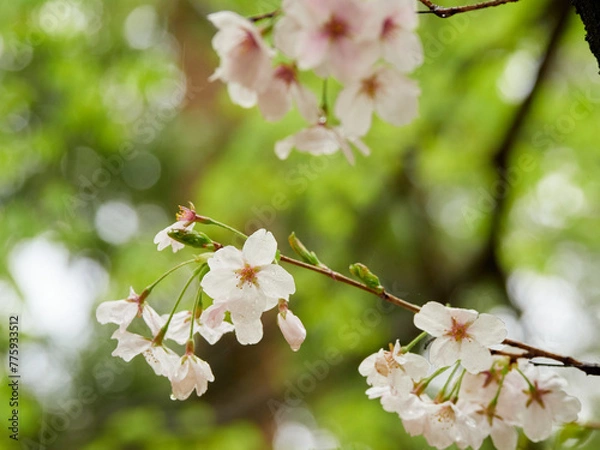 Fototapeta 雨の日の公園の満開の桜の風景