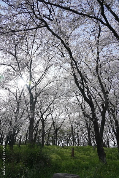 Obraz 横井山緑地 桜 名古屋