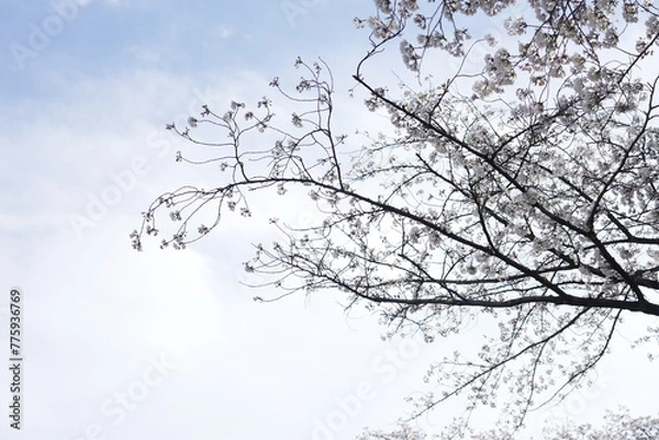 Obraz 横井山緑地 桜 名古屋